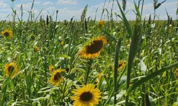 From Regenerative Practice to Verified Market Value