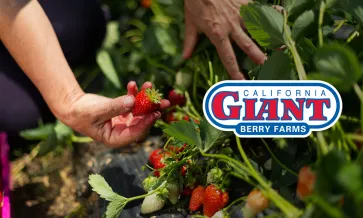 Cal Giant-gårdar