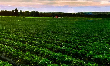 Navigating Increasing Risks of Bottlenecks and Food Fraud in Your Supply Chain