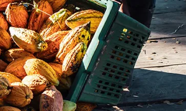 Cumplimiento de la EUDR para el cacao