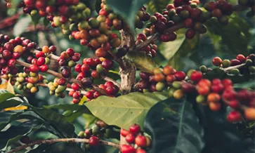 Atingir a conformidade da EUDR para o café
