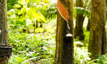 Voldoen aan EUDR voor rubber