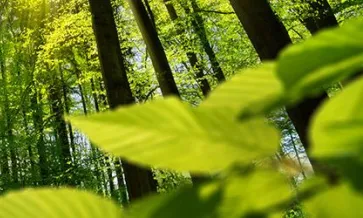 Voldoen aan EUDR voor hout
