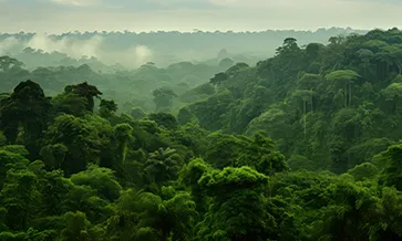 Understanding EUDR Requirements for West African Exporters