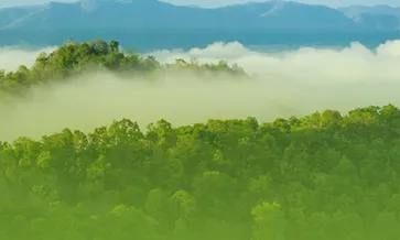 Navegar por el Reglamento Europeo de Deforestación (EUDR)