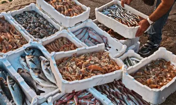 Inocuidad y sostenibilidad de los alimentos de origen marino: superación de los retos comunes y mejores prácticas