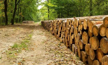Trästockar staplade i en skog
