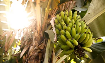 Sustainably Grown® Standard Achieves SAI FSA Silver Level Equivalence
