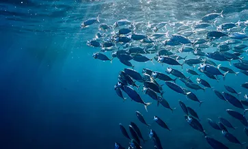 Global Seafood Market Conference 2026