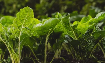 Navigating New Norms: Retailer Requirements for Biodiversity and Pest Management