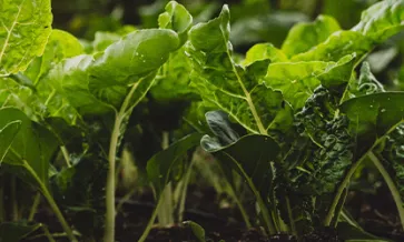 Navigating New Norms: Retailer Requirements for Biodiversity and Pest Management