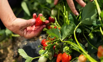 Introducción a la certificación Non-GMO Project