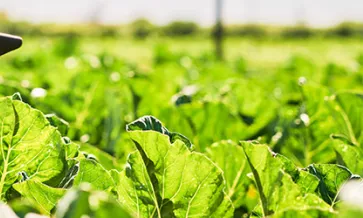 Significant updates to the USDA Organic regulations are set to come into effect in 2024, aimed at strengthening the integrity of organic products and enforcement of the regulations. These updates cover a range of areas, including exemptions from certification, supply chain traceability, labeling requirements, and more. Let's delve into the key changes that will affect organic producers, importers, certifiers, and consumers.  Expanded Certification Requirements and Limitation of Exemptions: Under the new reg