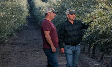 Azeite de oliva cultivado de forma sustentável em Pompeia
