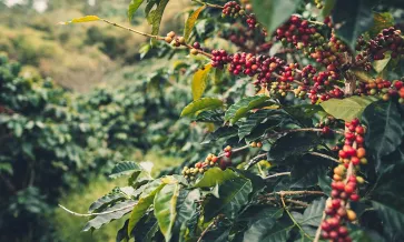 Bagas numa árvore na floresta tropical