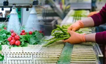 Vegetais a serem lavados e a descer a linha