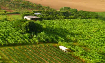 Agricultura organica y fraude alimentario: Garantizar el cumplimiento del SOE