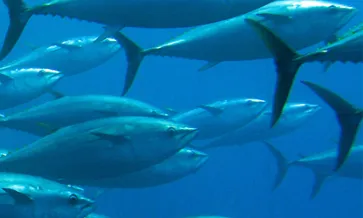 Sustainable Seafood with SCS Global Services