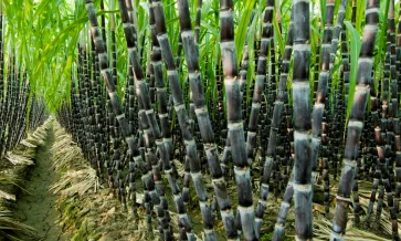 Cana-de-açúcar biocombustível cana-de-açúcar