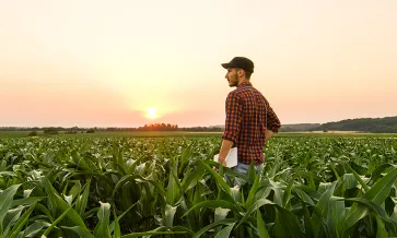 Corn Field