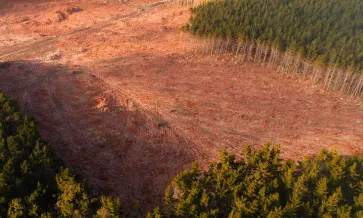 Bandeira da floresta visão geral da floresta