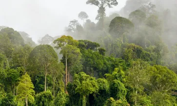 Forest carbon offsets