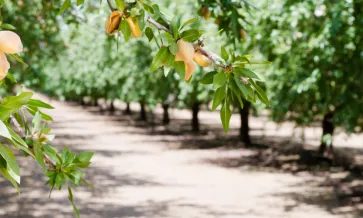 Pollinated crops