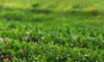 RESONASI
