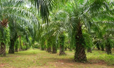 Palm trees