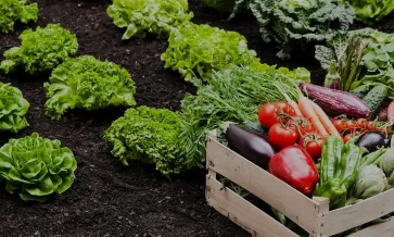 Introduktion till SCS:s certifiering för hållbart odlade produkter
