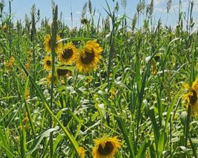 field