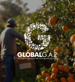 GLOBALG.A.P. IFA V6 meistern: Tools und Ressourcen für Erzeuger