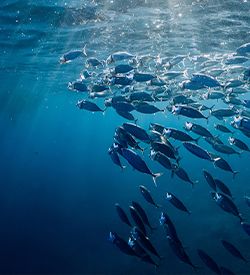 Global Seafood Market Conference 2026