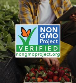 Tuân thủ Chương trình Non-GMO: Các yêu cầu về lấy mẫu và kiểm nghiệm đối với các loại cây trồng có nguy cơ cao