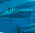 Sustainable Seafood with SCS Global Services
