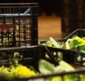 USDA:s ekologiska certifiering för förädlingsföretag: En förklaring av Organic System Plan (OSP)